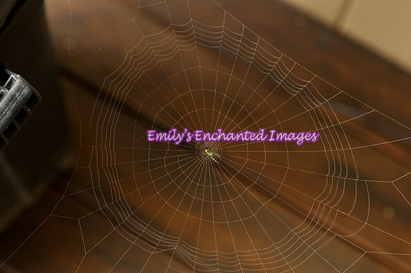 DSC_2262